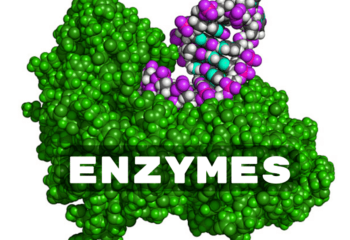 bo-sung-enzyme-cho-co-the