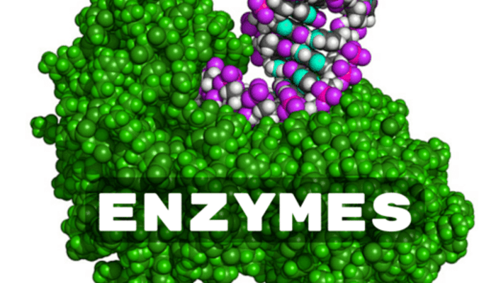bo-sung-enzyme-cho-co-the