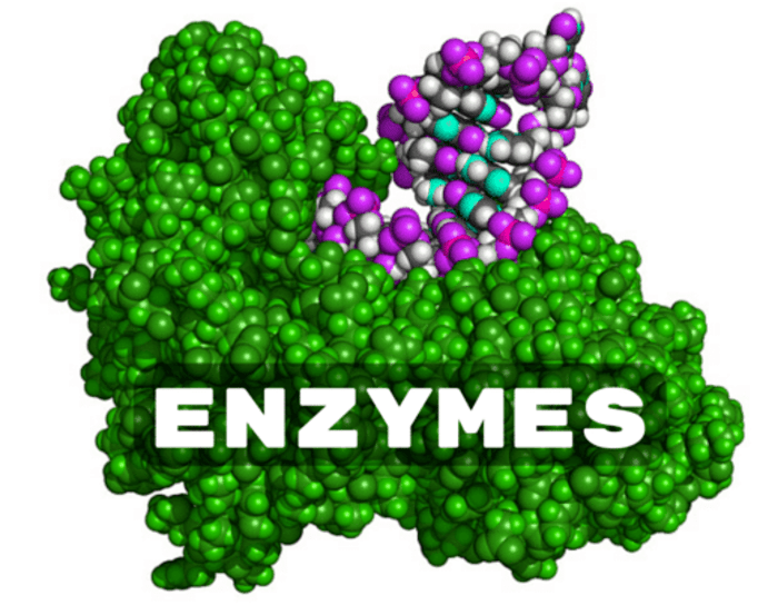 bo-sung-enzyme-cho-co-the