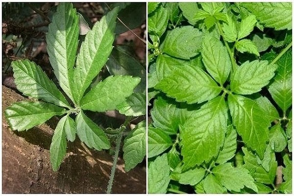 giam-can-bang-giao-co-lam